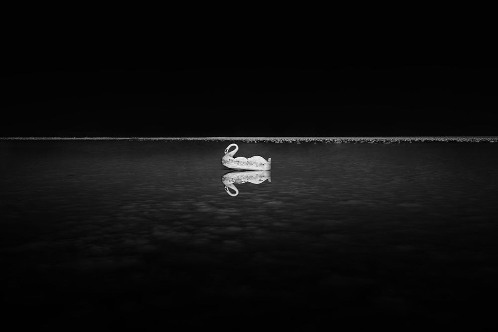 Swan alone