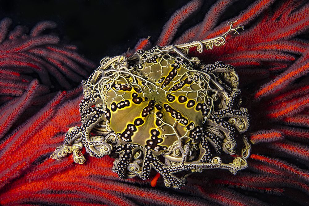 A newly discovered dive site