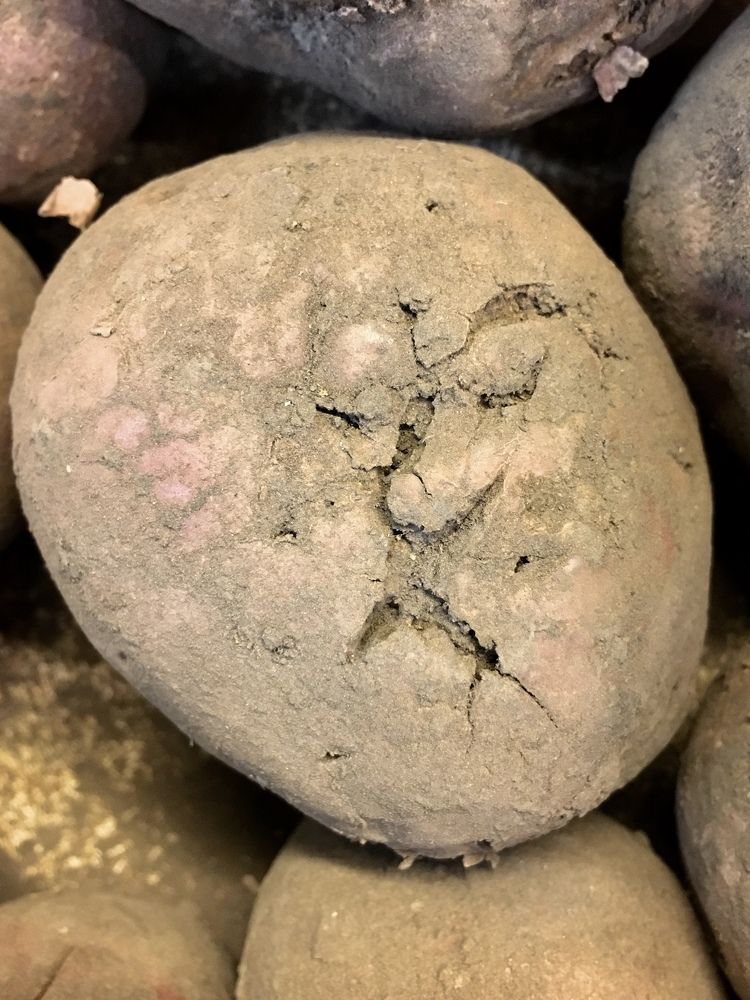 Лица овощей