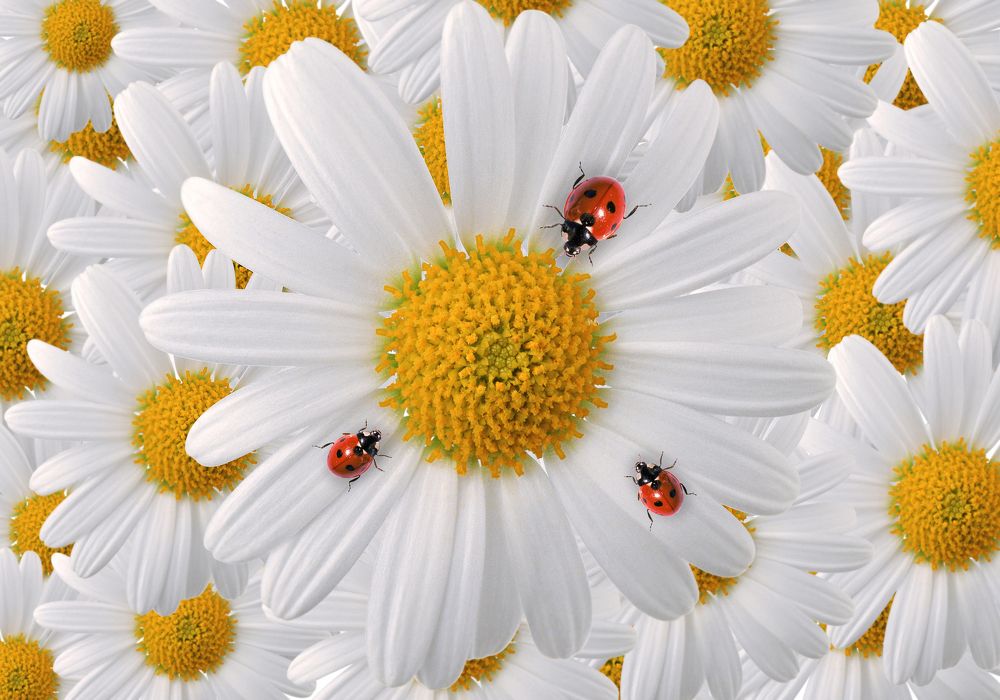 Ромашковый рай