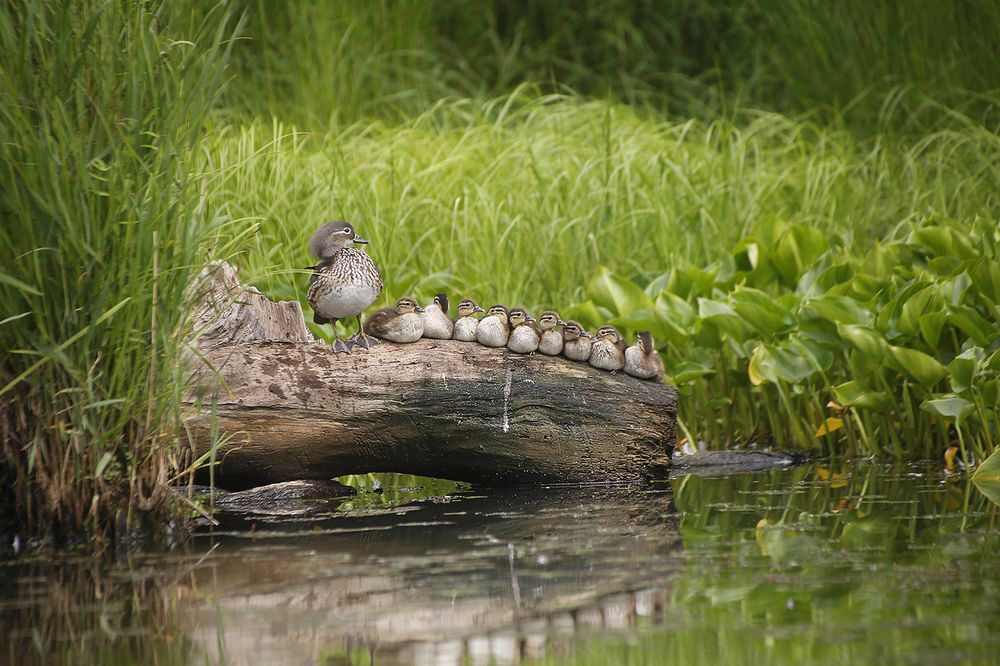 Материнская гордость!