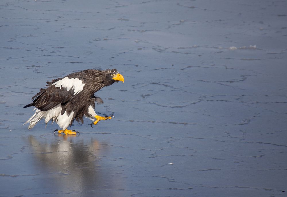 Я старый солдат, о донна Роза, я не знаю слов любви...