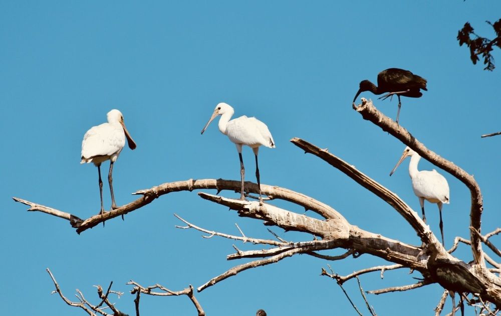 Birds and Blue Sky!