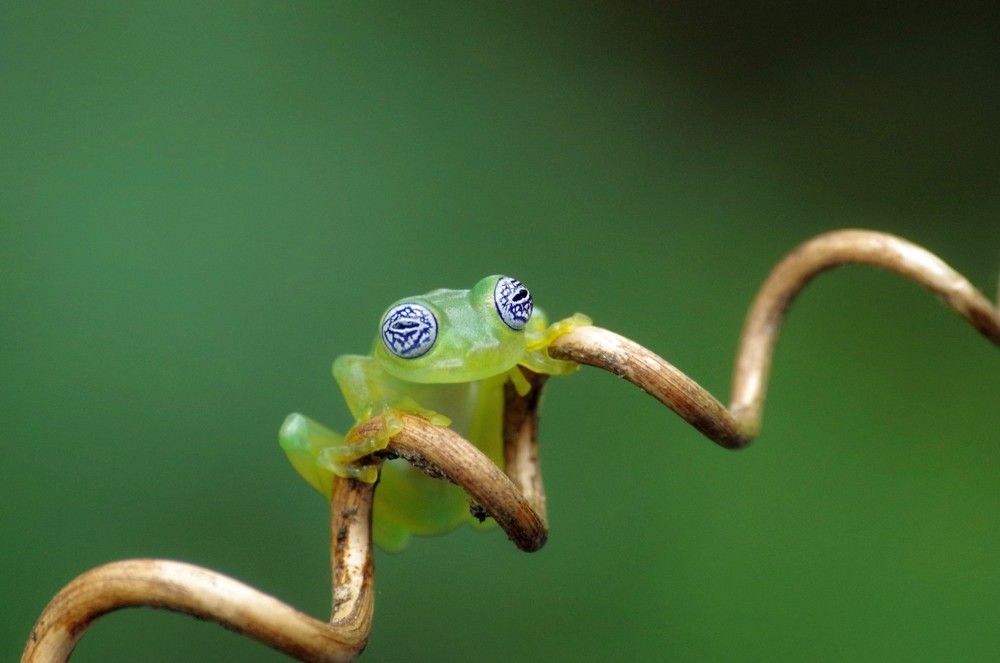 Glass frog  Costa Rica 2018