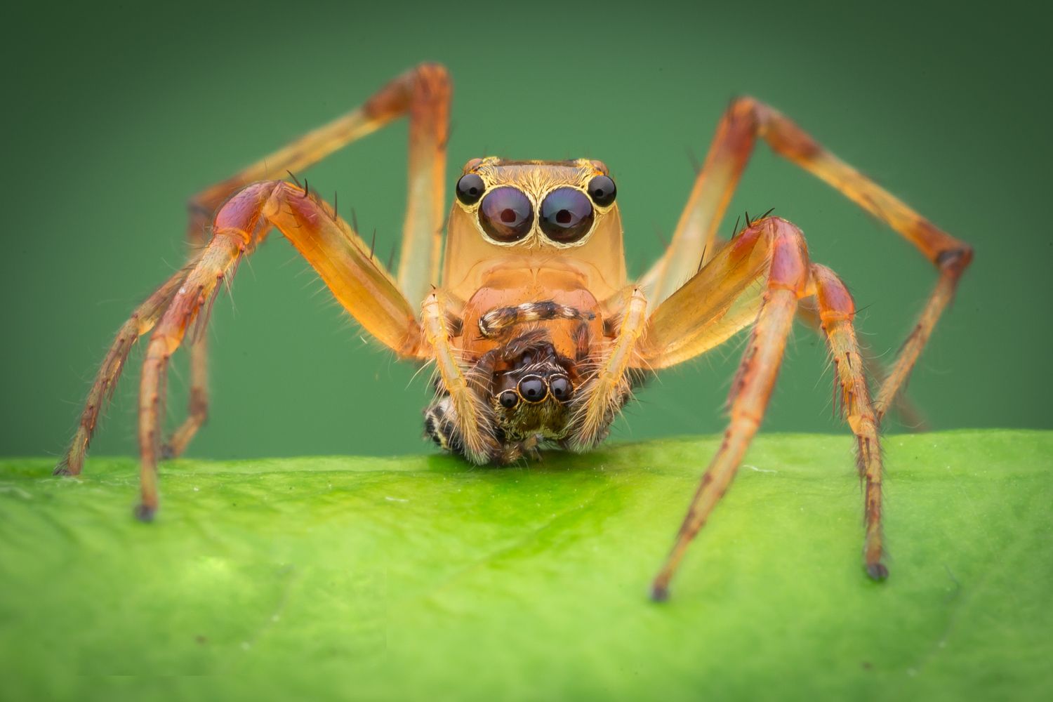 Big one bully the Small one