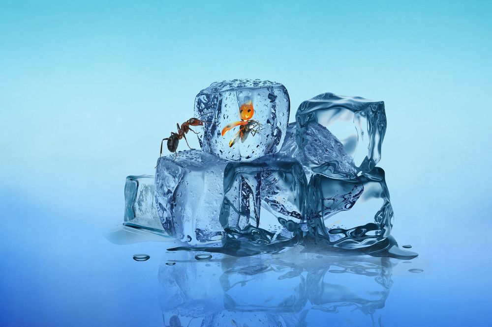 Спящая красавица