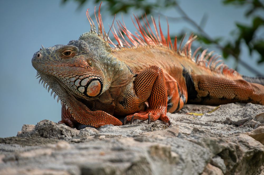 Iguanas