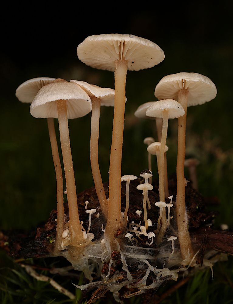 Поганочки,поганки,поганищи.