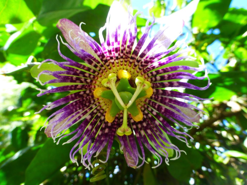 Flor Passion Fruit