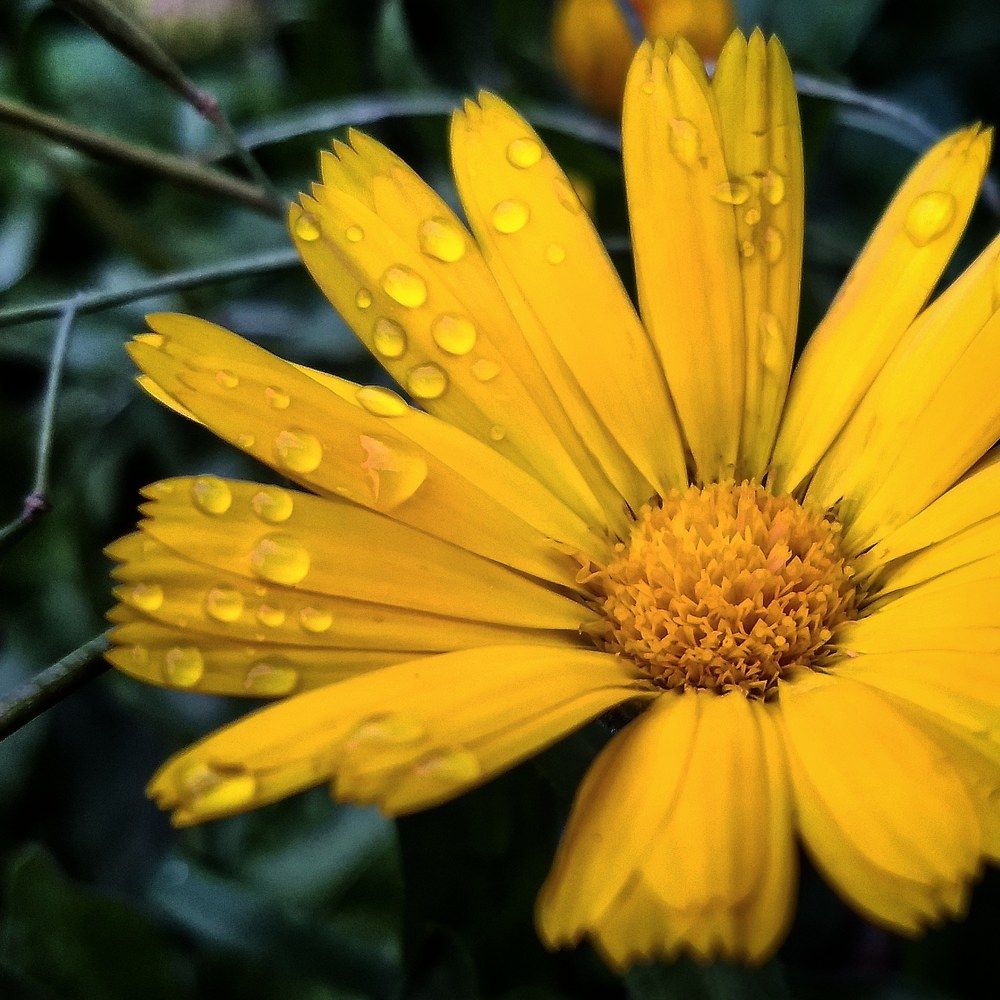 Yellow flower