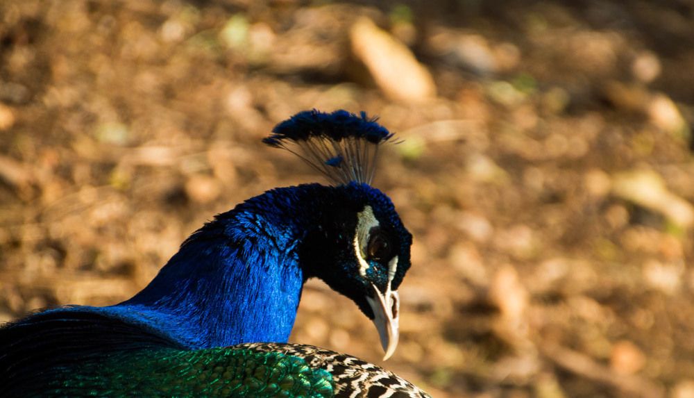 Глаз павлина