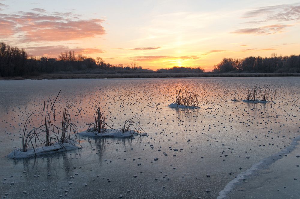 Ледяные цветы