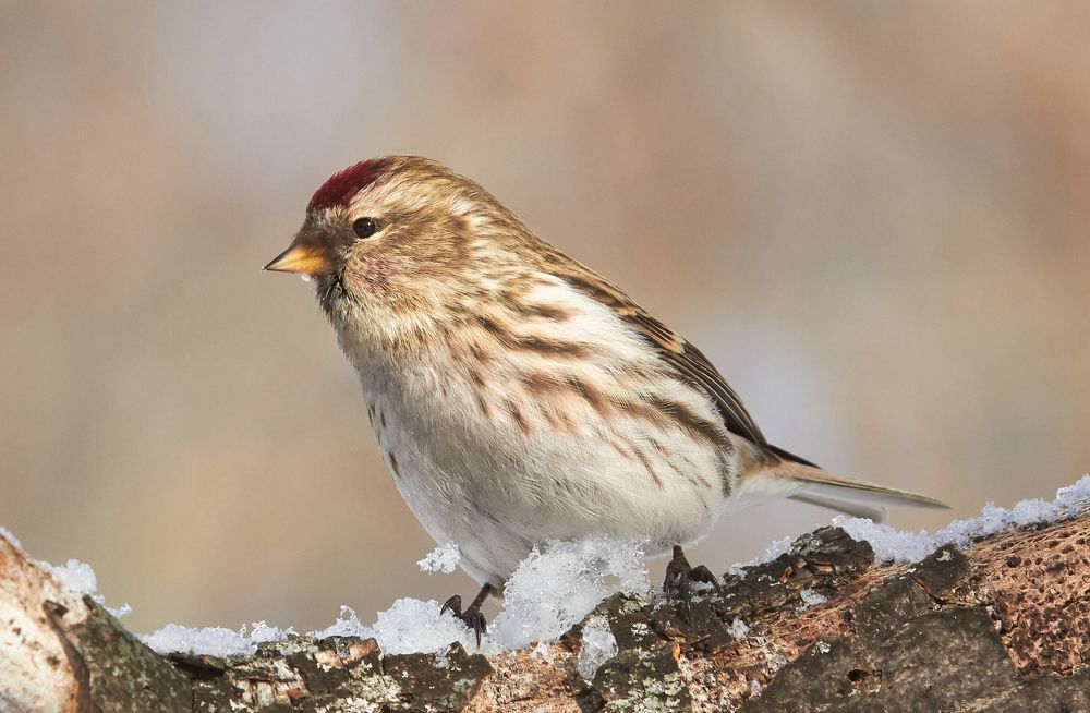 Чечётка (самка)