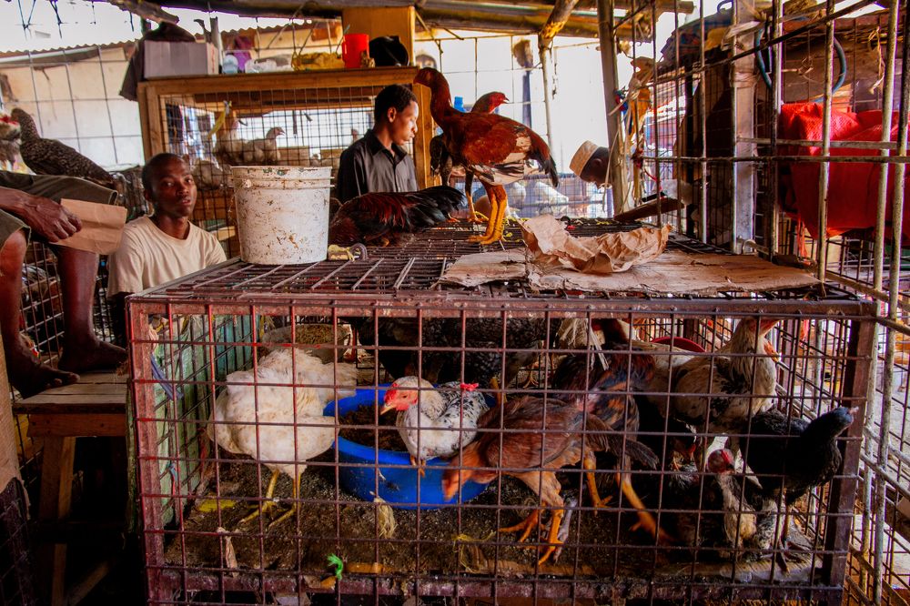 Птичий рынок.