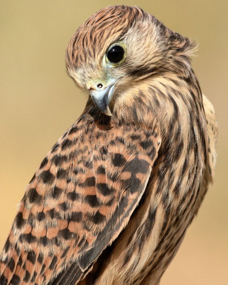Kestrel