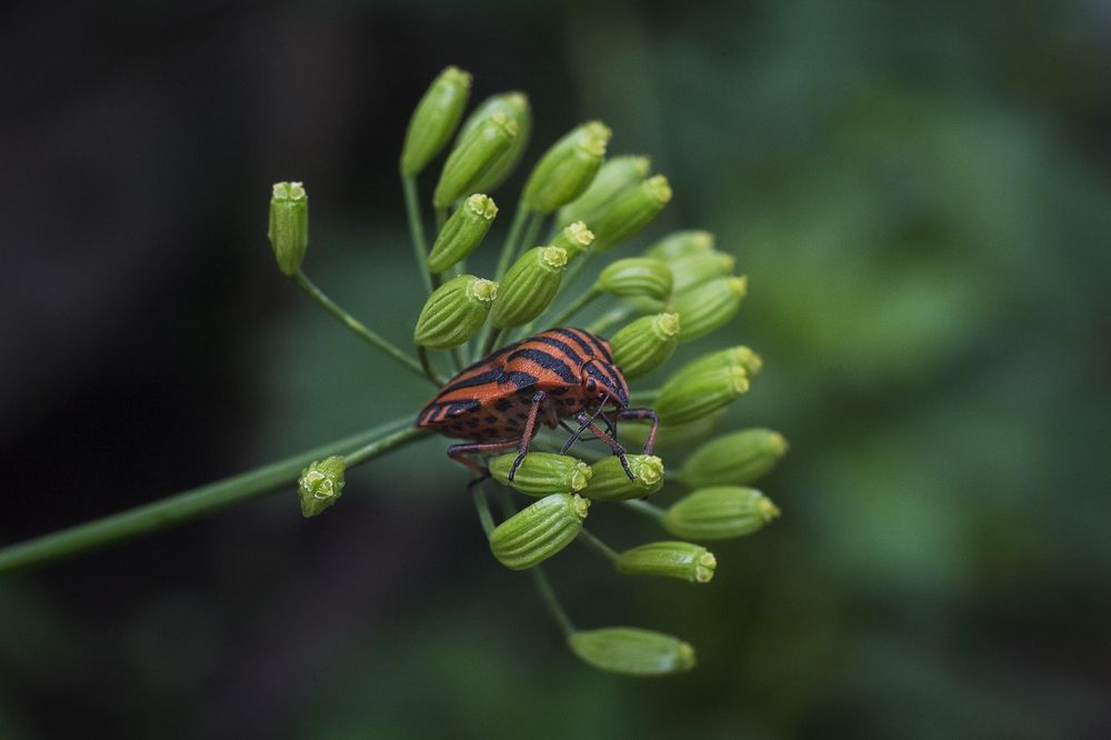макромир прекрасен