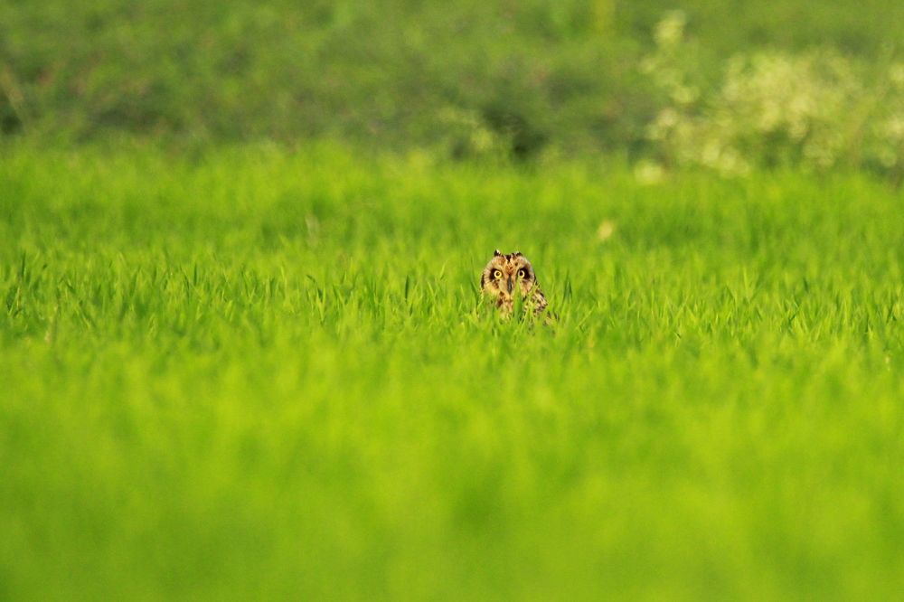 Short-eared owl in habitat.