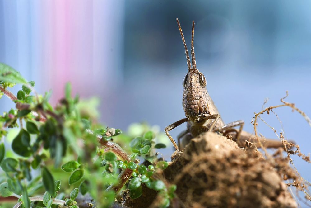 Grasshoppers look around from the ground