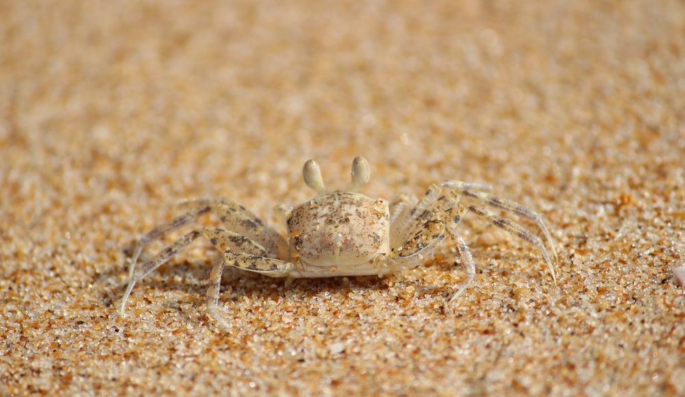 transparent crab