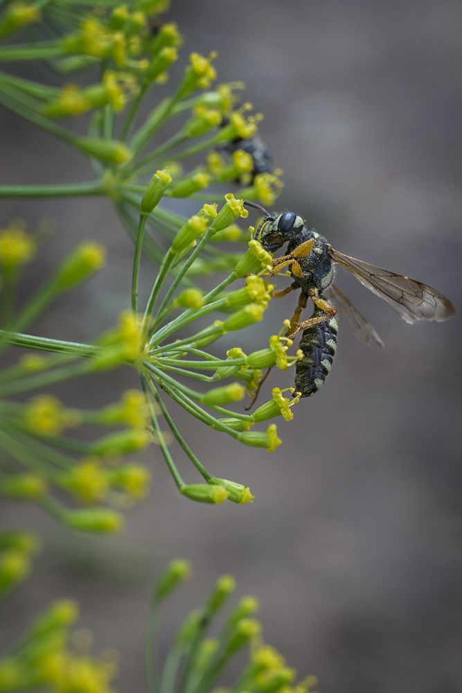 с аппетитом