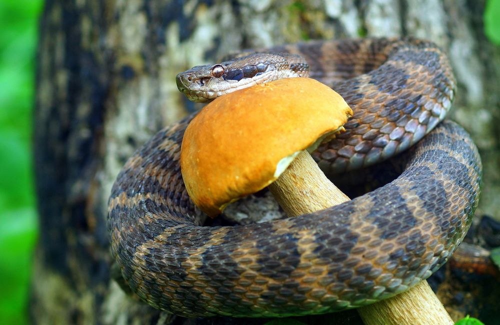 Моё сокровище....