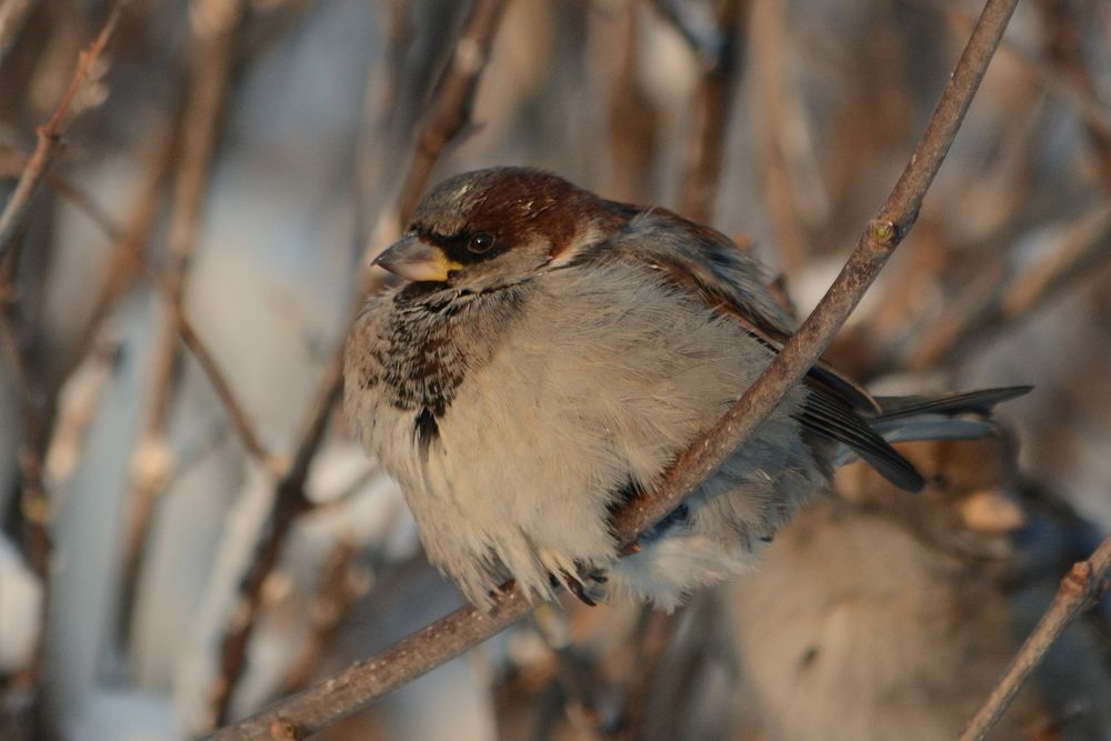 Нахохлился...