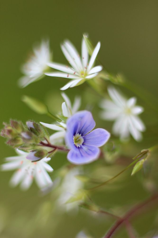 цветочный блюр