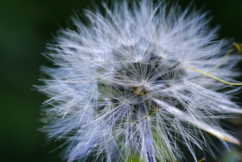 Dandelion Field in macro view