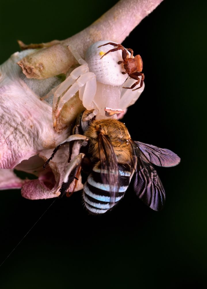 Crab Spider with Kill