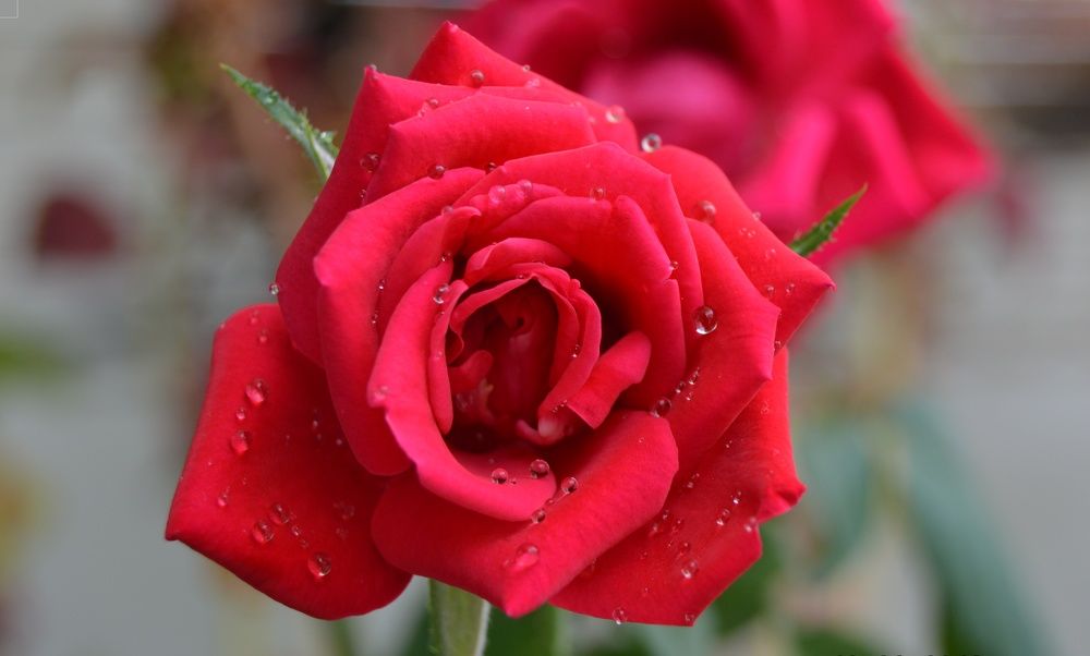 Beauty of rose
