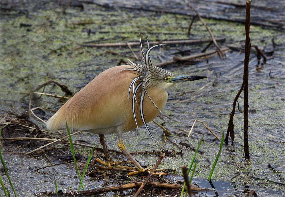 Северный ветер испортил прическу..