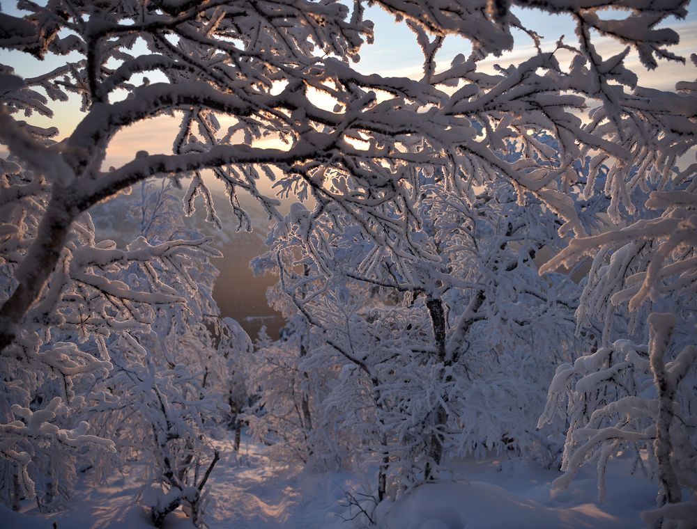 Ажурные деревья