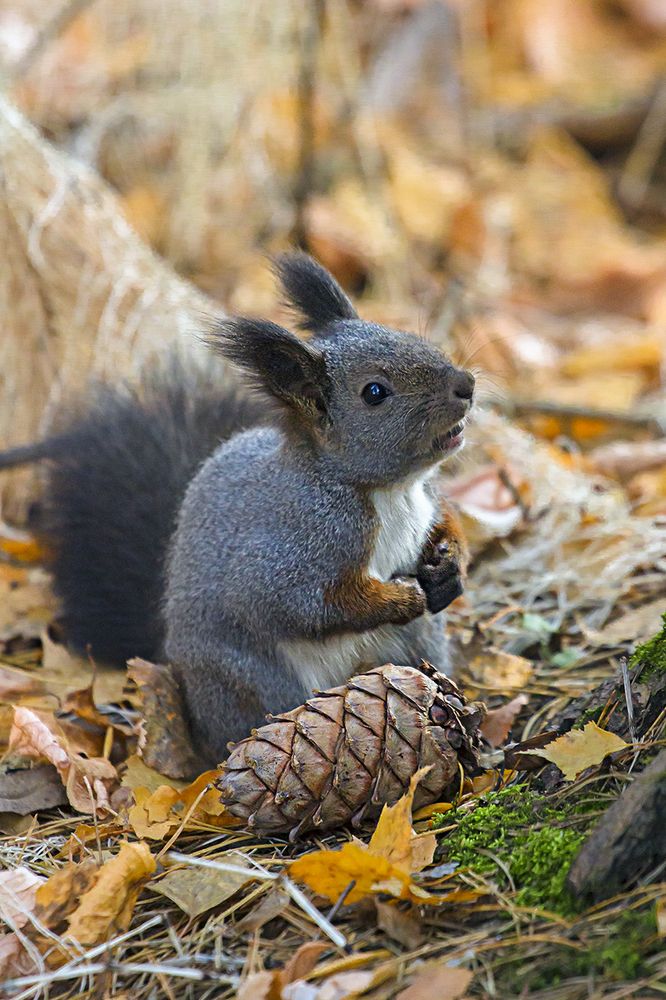 Спасибо тебе, Бог всех белок, что мне послал доброго человека!