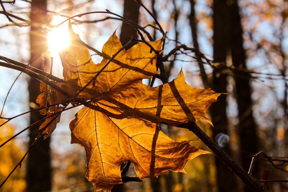 Воспоминание