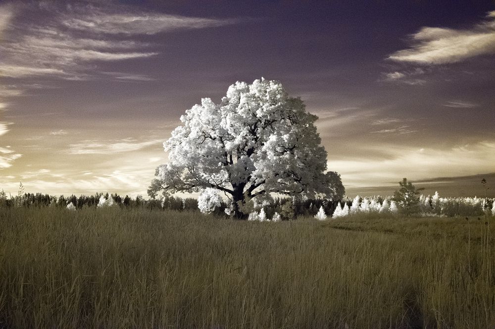 Old Oak