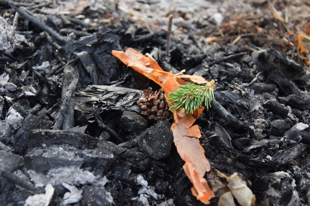 Photograph by Арина Колесник