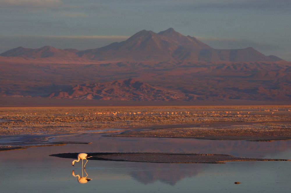 Flamingo Atacama Desert