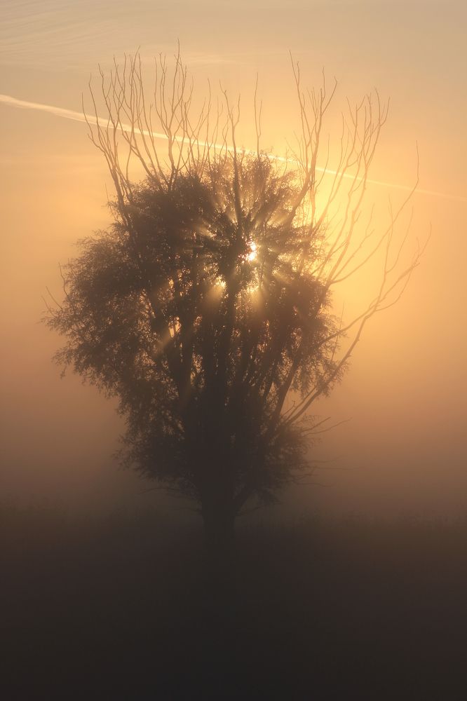в первом свете