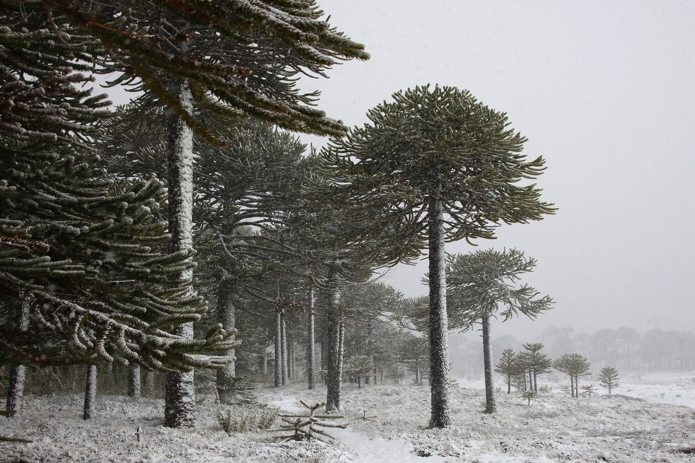 Araucarias in Chile