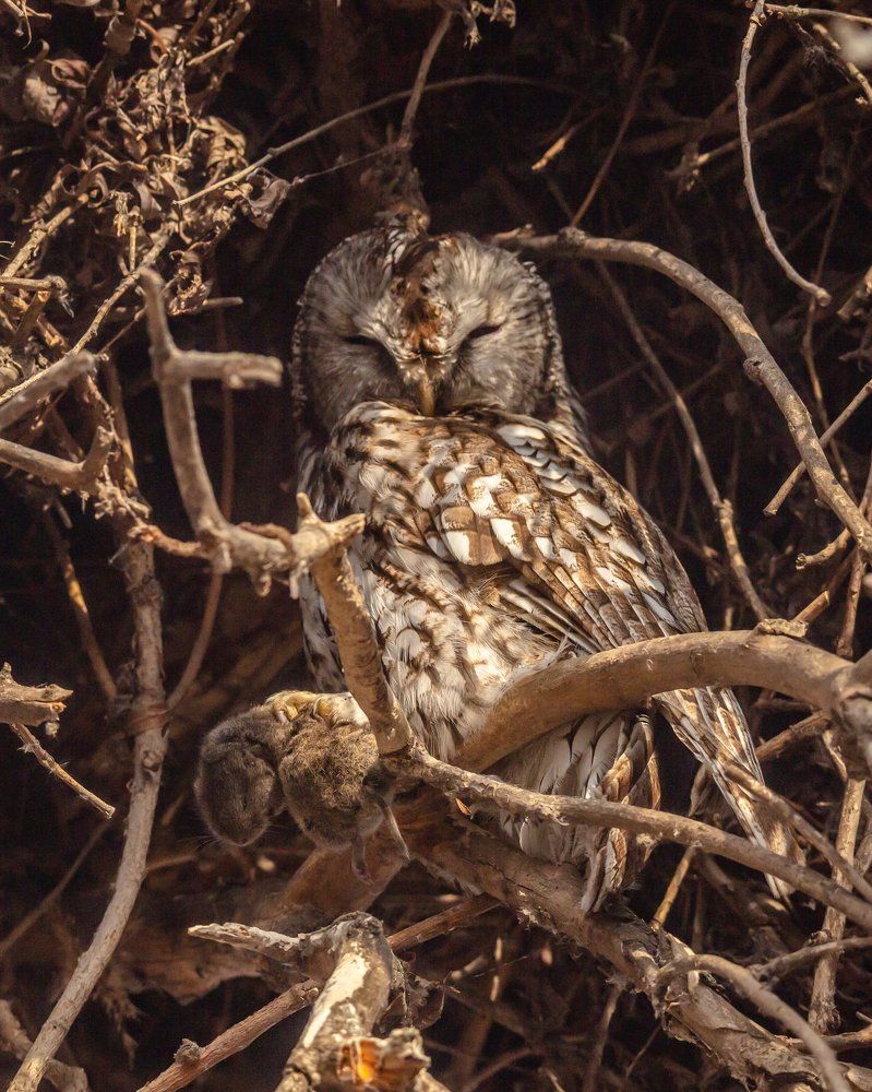 Серая неясыть с добычей