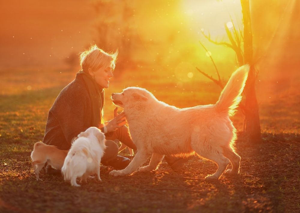 Любыме пёсики