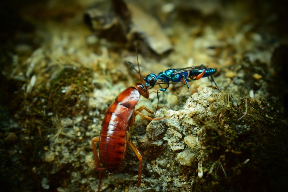 MEETING OF 2 INSECTS