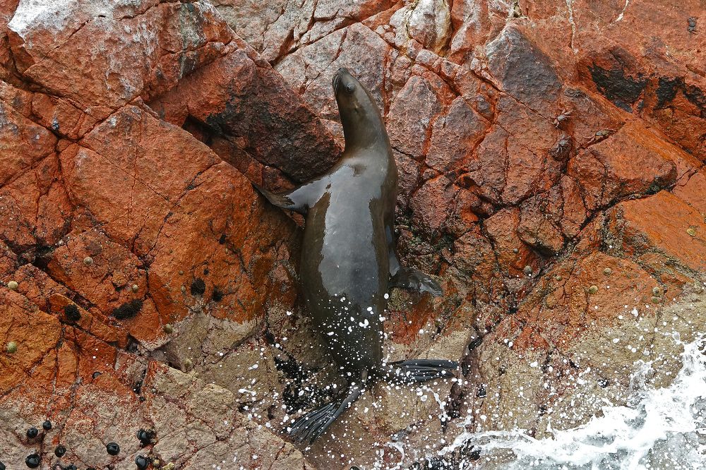 Морской лев