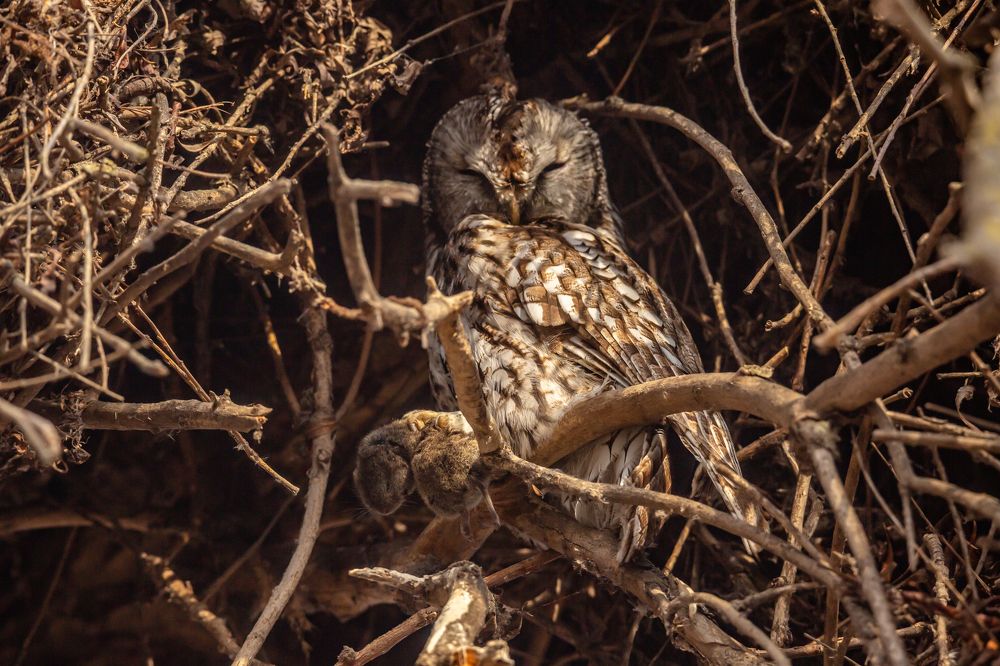 Серая неясыть с добычей