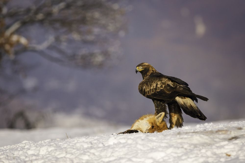Golden Eagle caught me with her eyes.