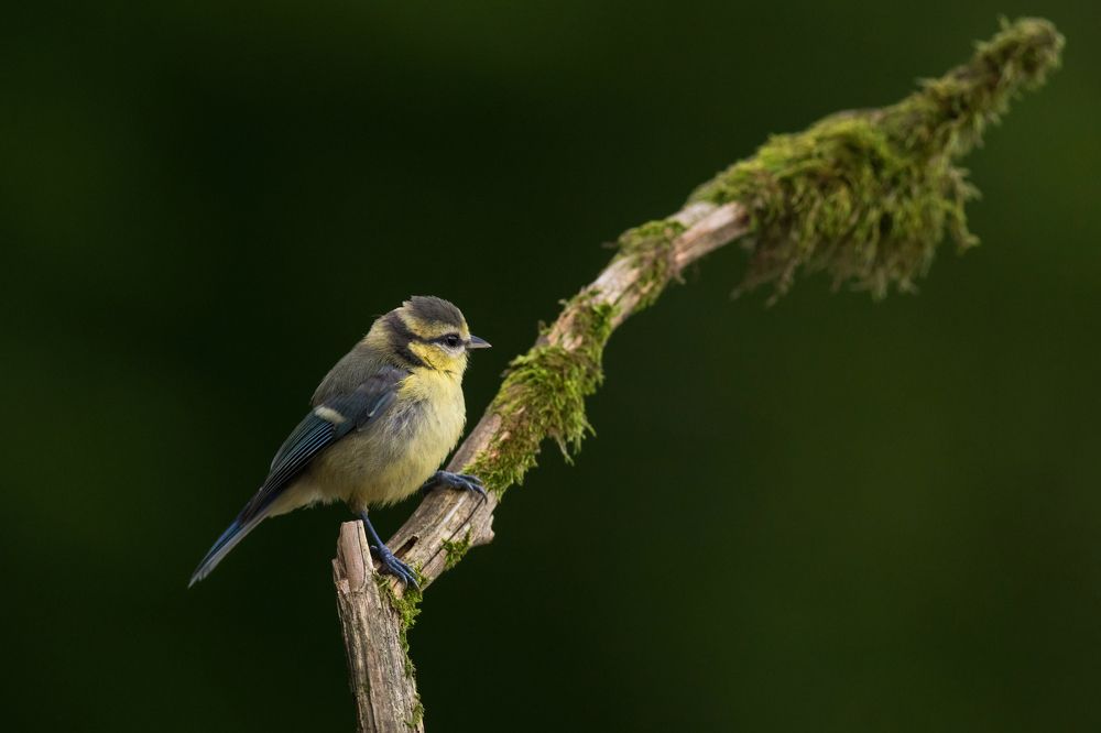 Baby European Blue Tit perching in front of a self made bird hide.