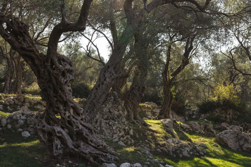 Olive trees