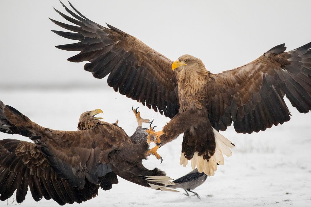 White-tailed eagle fighting for their food in winter.