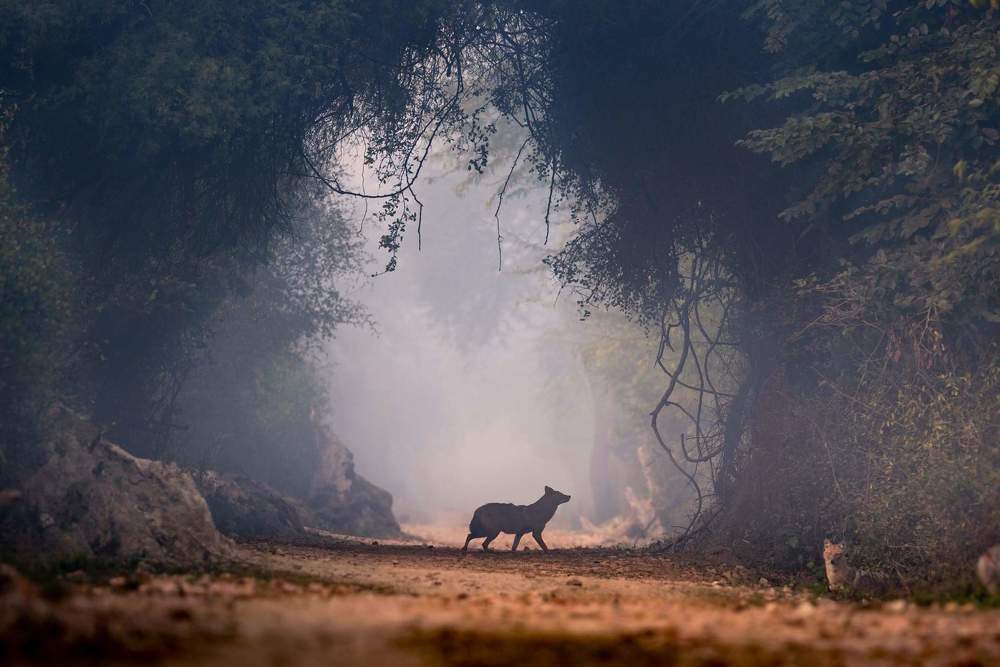 Golden jackal silhoutte in Indian winter