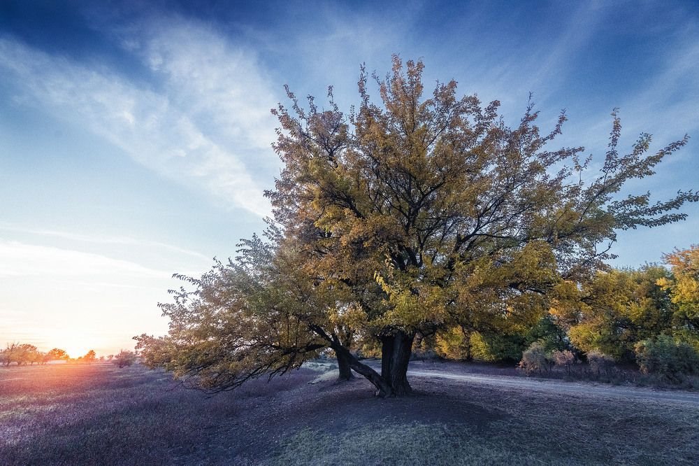 По дороге домой